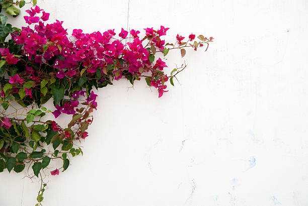 Pink flowers on white wall in Bougainvillea White wall with a bougainvillea bougainvillea photos stock pictures, royalty-free photos & images