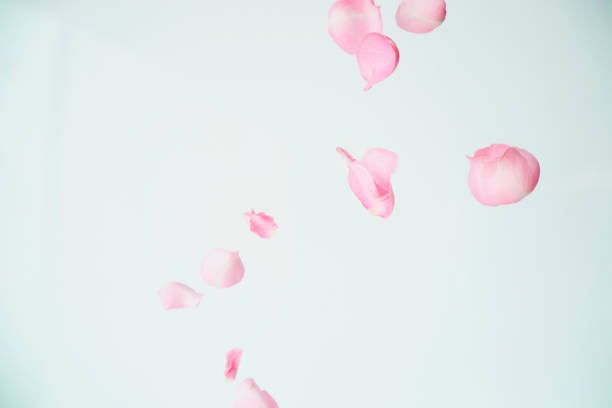 ピンクの花 - 花びら　舞う ストックフォトと画像