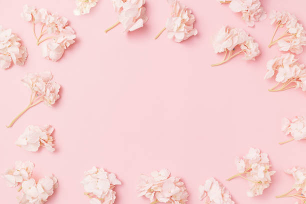 Pink flowers spring floral frame, top view flat lay stock photo
