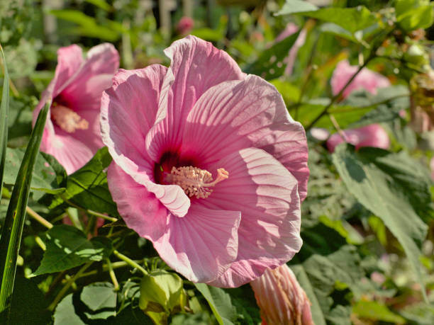 Pink Garden Flower in Bright Sunlight stock photo