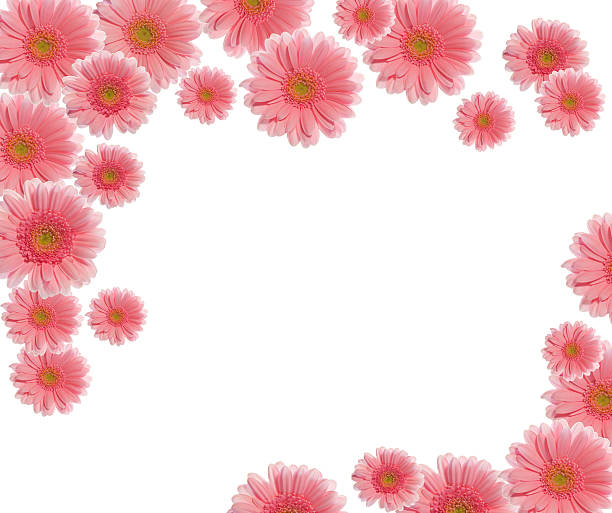 Royalty Free Pink Gerbera Border Pictures, Images and Stock Photos - iStock