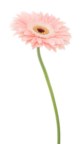 Gerbera isolated on white background.
