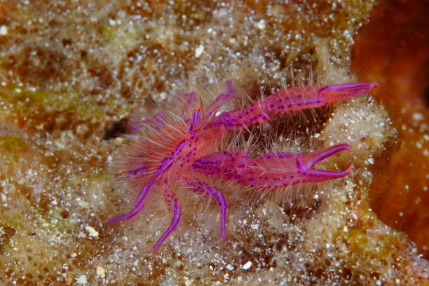 Pink hairy Squat Lobster or Lauriea siagiani stock photo