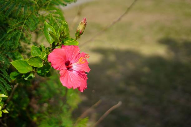 Pink hibiscus flowers in a garden in Okinawa stock photo