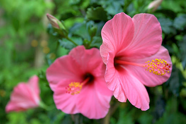Pink hibiscus flowers "a composition of pink hibiscus flowers taken under natural light with sunlight warming the green foliage in the background. A very narrow depth of field has been used to soften most of the scene.For more images of beautiful flowers, please see my Lightbox by clicking (the banner) here...A>A" hibiscus stock pictures, royalty-free photos & images
