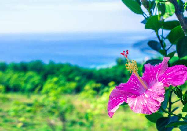 Pink hibiscus growing in summer garden blue sea background Pink tropical hibiscus flower growing in summer garden blue sea background hawaii islands stock pictures, royalty-free photos & images
