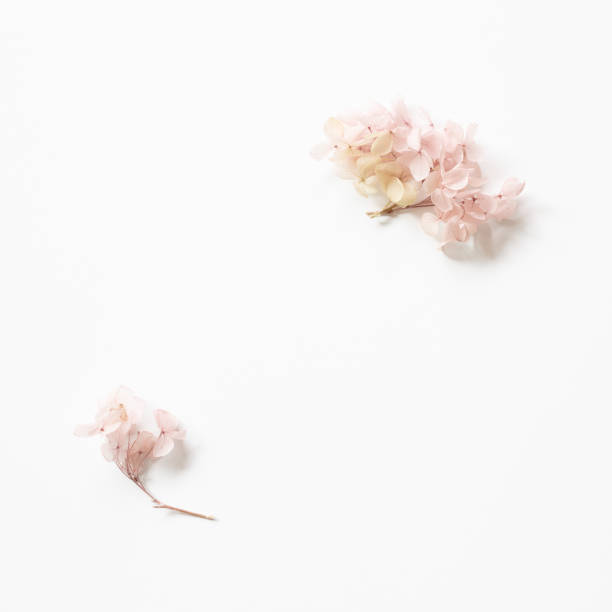 rosa hortensienblütenrahmen auf weißem hintergrund. flache lage, ansicht, kopierraum - papier blumen studio stock-fotos und bilder