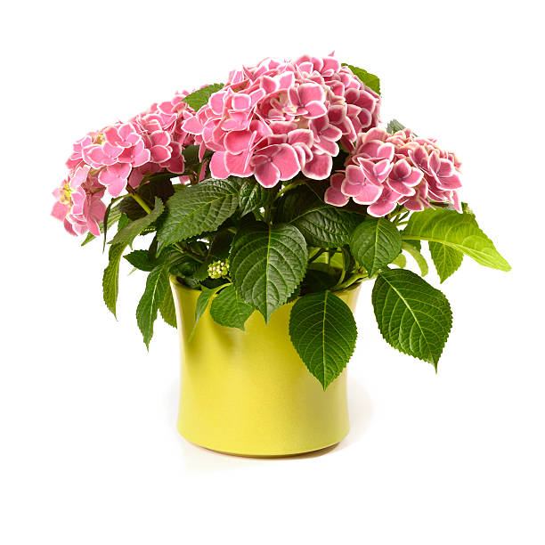 Pink Hydrangea in yellow pot isolated on white Blooms of hydrangea plant isolated lon white background potted plant stock pictures, royalty-free photos & images