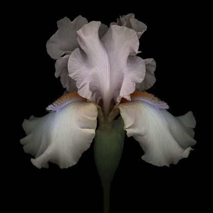 Pink iris isolated on black background.
