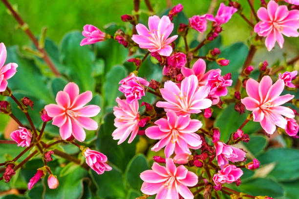 Pink kalanchoe in bloom stock photo
