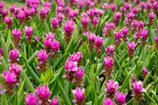 pink krachiew flower field, selective focus. a field of fuchsia pink flowers - chaiyaphum stockfoto's en -beelden