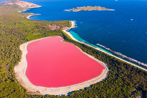 Pink lake aerial view on middle island surrounded blue ocean. Stark contrasting natural phenomenon in Western Australia.