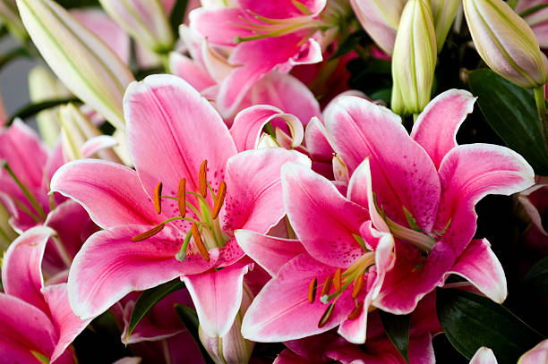 pink lilies - lelie stockfoto's en -beelden