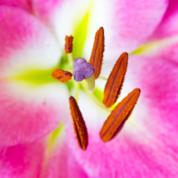 pink lily flower macro closeup stock photo