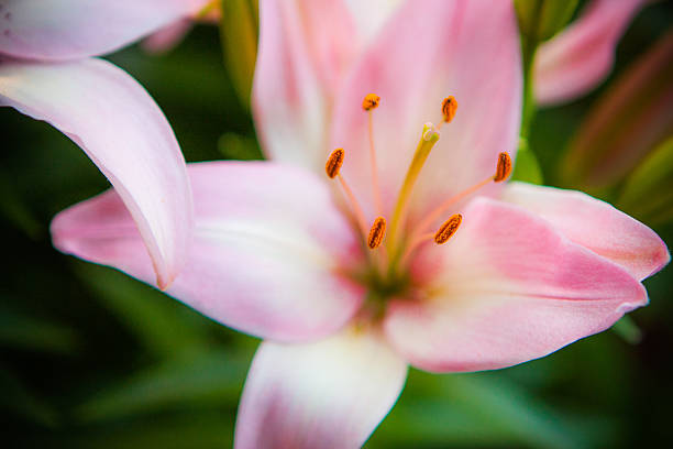 Pink Lily Flower stock photo