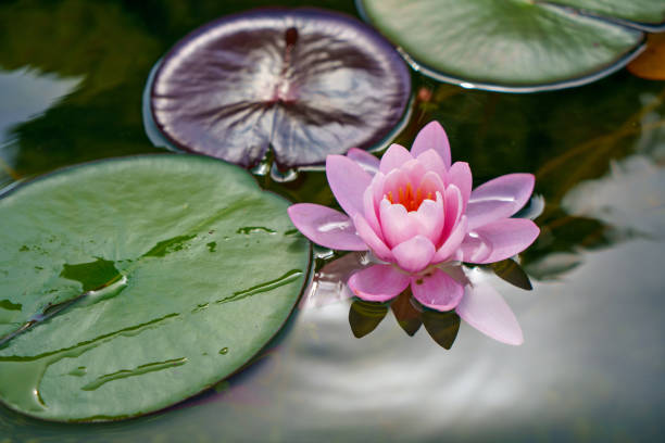 rosa blüten oder lotus water lily blumen erblühen auf den teich - romrodinka stock-fotos und bilder