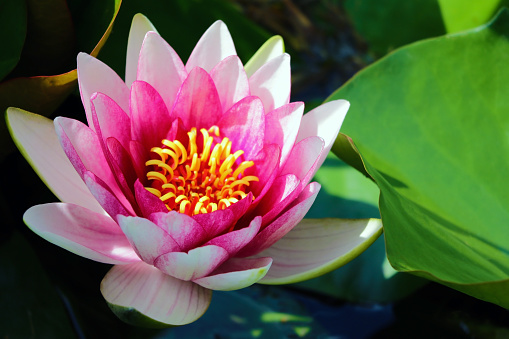 Pink lotus blossoms or water lily flowers blooming on pond