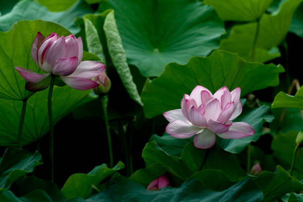 Pink lotus flower in bloom stock photo