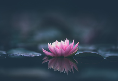 Meditation Vision- Flowers