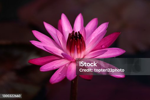 istock Pink lotus flowers are blooming in the evening, surrounded by green lotus leaves in the pool at the park. Beautiful tropical flowers. 1300322660