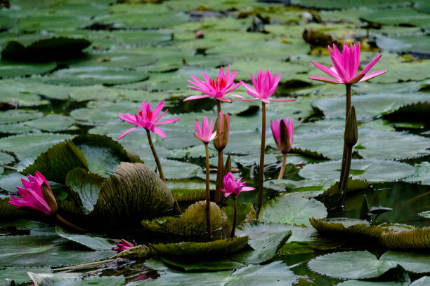 pink-lotus-flowers-in-the-pond-picture-id1349675981?k=20&m=1349675981&s=612x612&w=0&h=8qg6V5bwuQDhTSLOBE6G4jZTSqdFd7lYZKrjW9hyE0w=