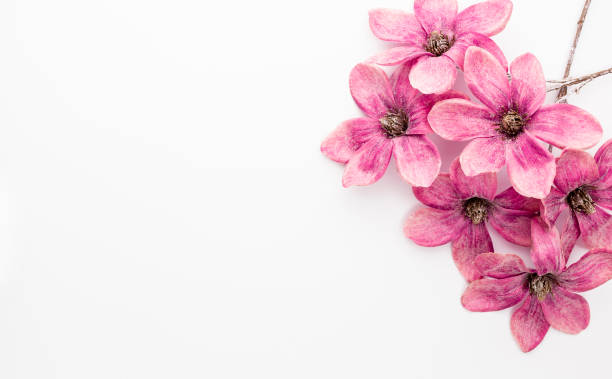 Pink magnolia flowers isolated on white background. stock photo