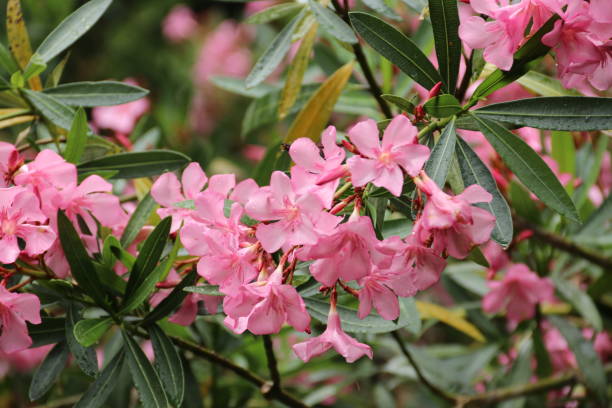 pink oleander flowers close-up stock photo
