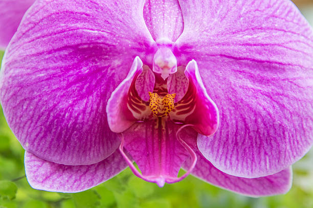 Pink orchid stock photo