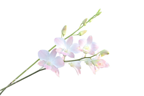 Pink orchids. stock photo