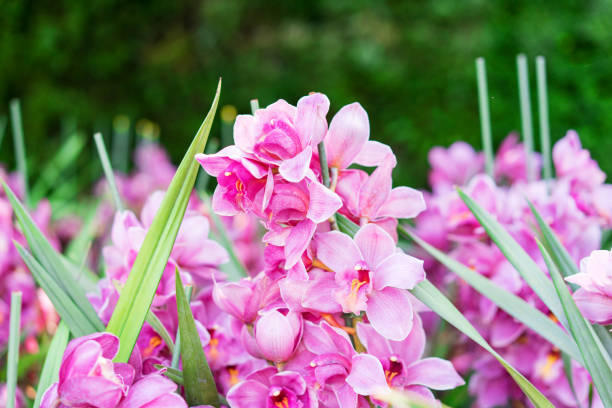 Pink orchids. stock photo