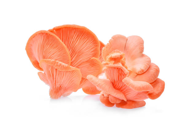 pink oyster mushroom isolated on white background pink oyster mushroom isolated on white background oyster mushroom stock pictures, royalty-free photos & images