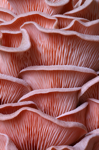 Beautiful patterns of home grown pink oyster mushrooms