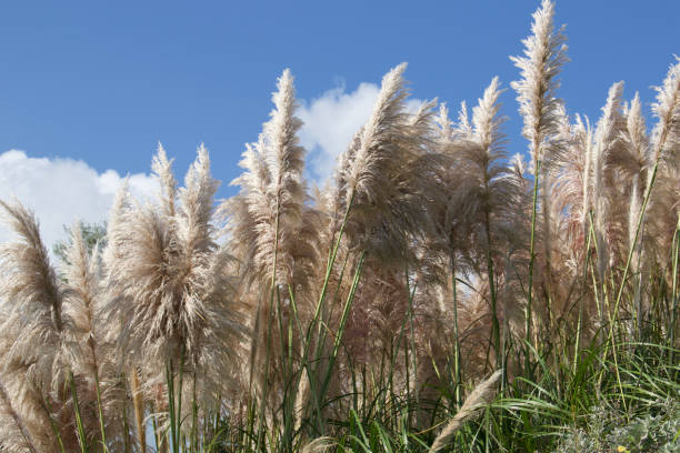 Pink Pampas Grass blowing in the wind. stock photo