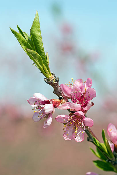 Pink Peach Blossoms stock photo
