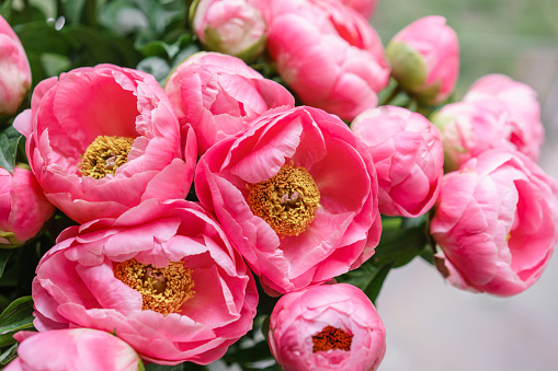 ピンクの牡丹美しい夏の花束花の組成物壁紙ガラスの花瓶の花を眺める ひらめきのストックフォトや画像を多数ご用意 Istock