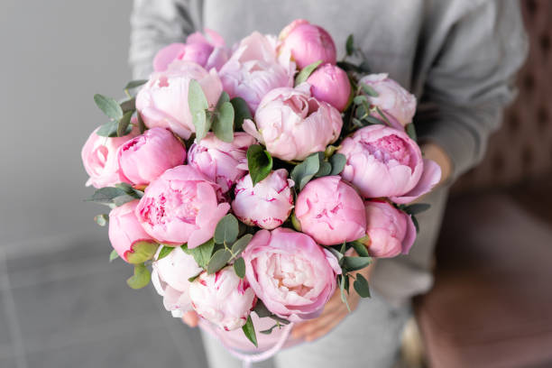 Pink peonies in womans hands. Beautiful peony flower for catalog or online store. Floral shop concept . Beautiful fresh cut bouquet. Flowers delivery stock photo