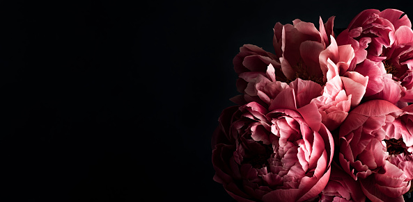 Pink peonies over dark background. Moody floral baroque style banner with copy space