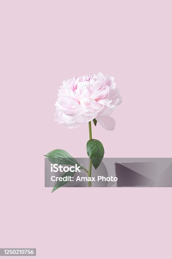 istock Pink peony in beautiful style on soft pastel background. 1250210756