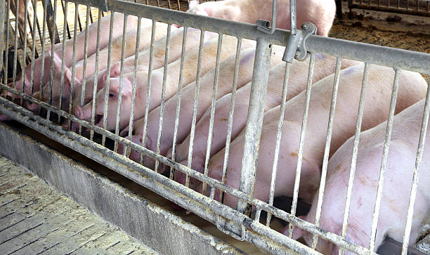 rosa maiali nella fattoria animali ammobiliata dell'allevatore - allevatore foto e immagini stock