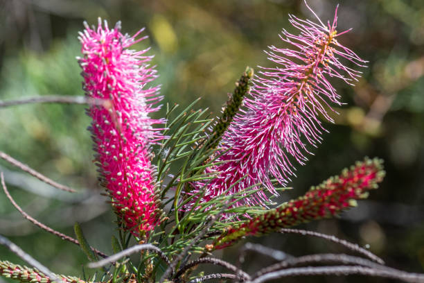 Pink pokers ("Grevillea petrophiloides") is a grevillea shrub native to Western Australia. stock photo