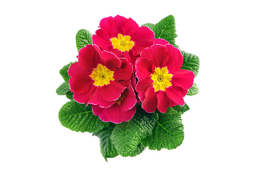 pink primula flower in flowerpot on white isolated background.