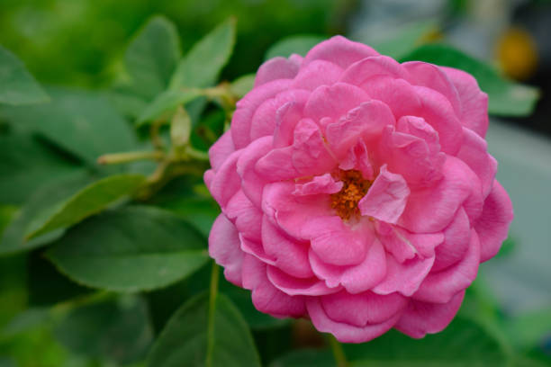Pink Rose 1 stock photo