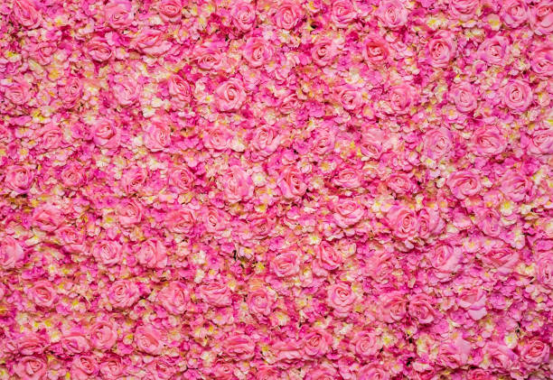 Pink Rose Background Rose - Flower, Pink Color, Backgrounds, Flower bed of roses stock pictures, royalty-free photos & images