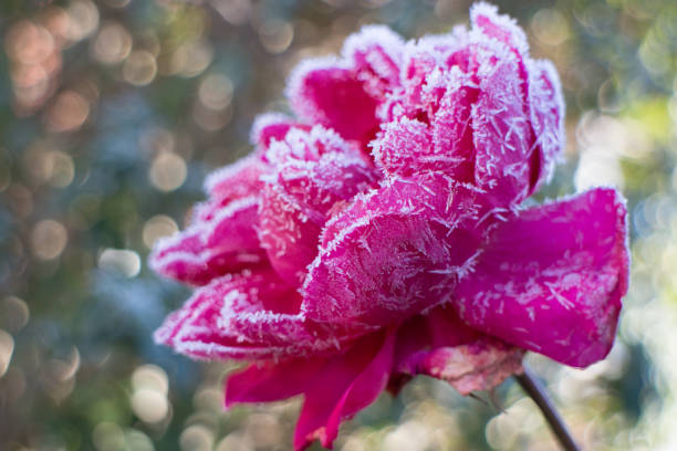 Pink rose bloom in winter covered with ice crystals Pink rose bloom in winter covered with ice crystals frozen rose stock pictures, royalty-free photos & images