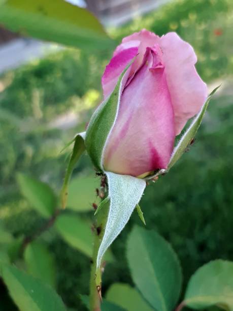 Pink rose bud stock photo