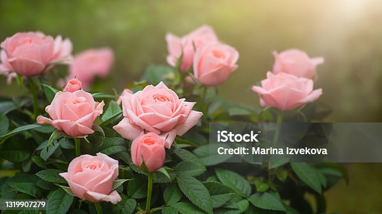 istock Pink rose bush in the evening sun 1319907279