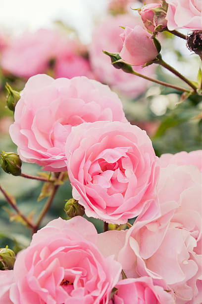 Pink rose bush Rose bush with lots of pink roses in bloom. rose flower stock pictures, royalty-free photos & images