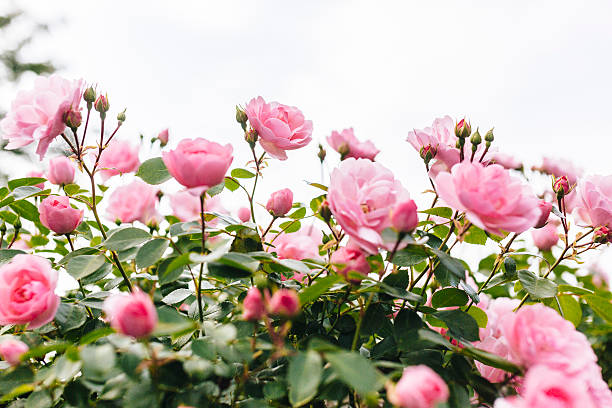 Rose Garden Stock Photos, Pictures & Royalty-Free Images - iStock