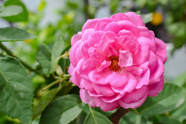 Pink Rose Closeup stock photo