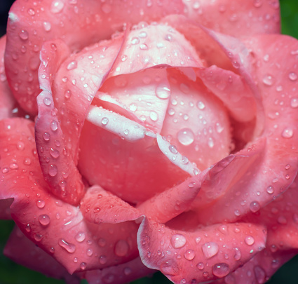 pink rose  close-up. there are raindrops..